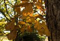 autumn 1